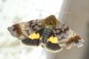Panemeria tenebrata